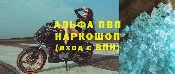 прущие грибы Новозыбков